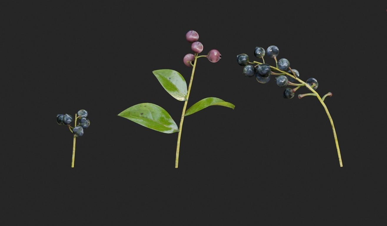 blue berry bushes component 3D model_3