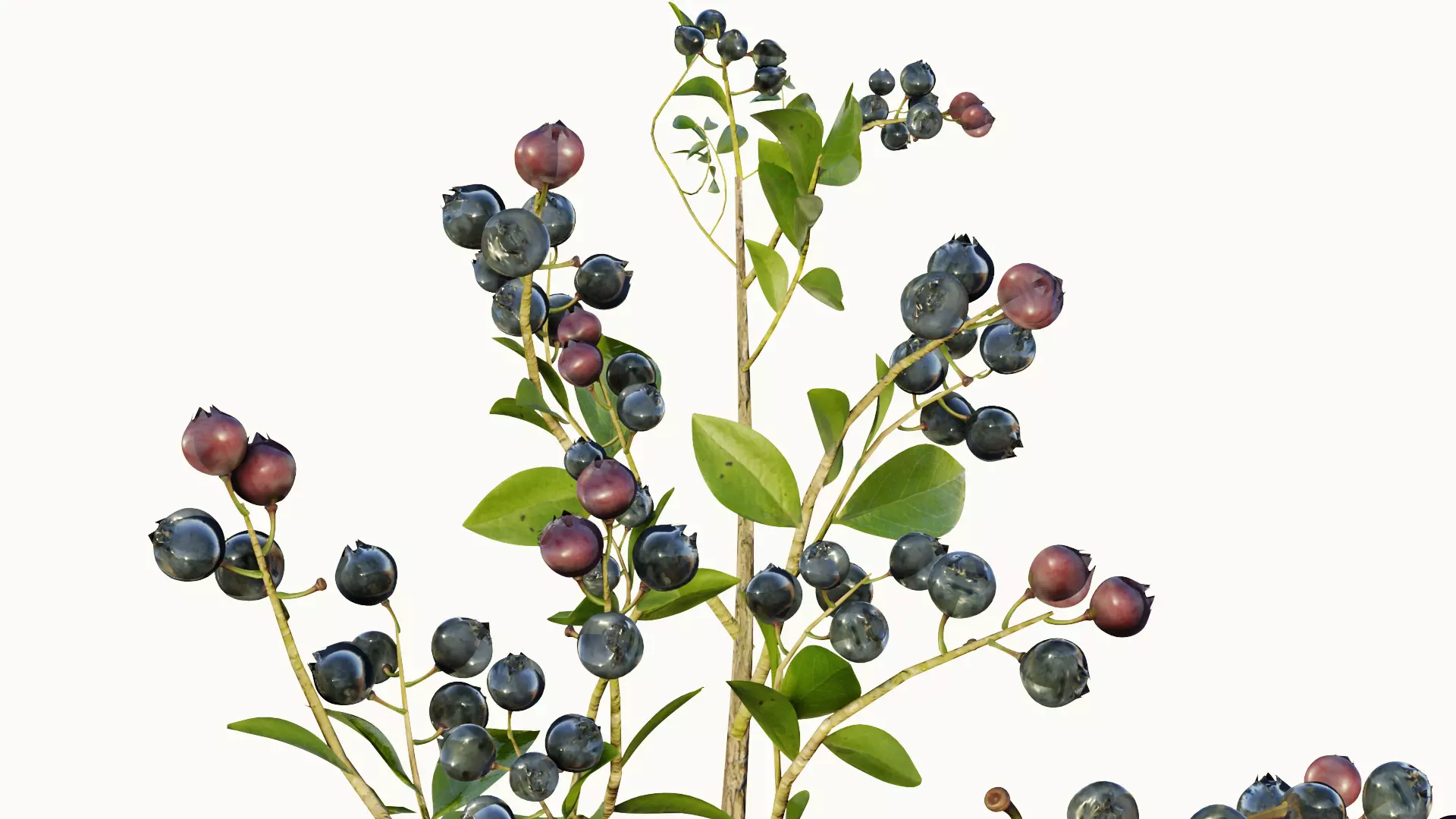 blue berry bushes component 3D model_0