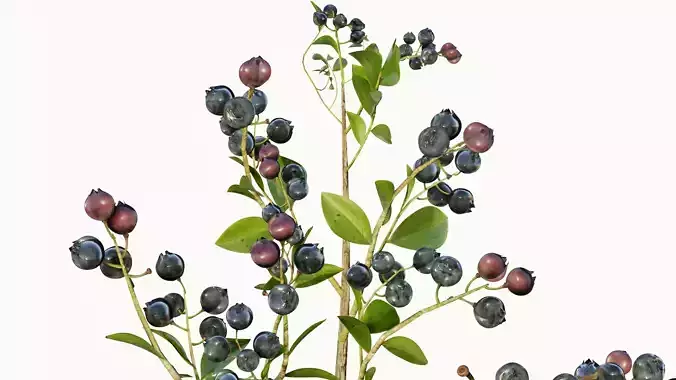 blue berry bushes component 3D model