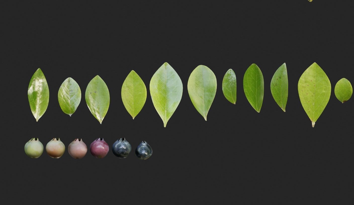 blue berry bushes component 3D model_7