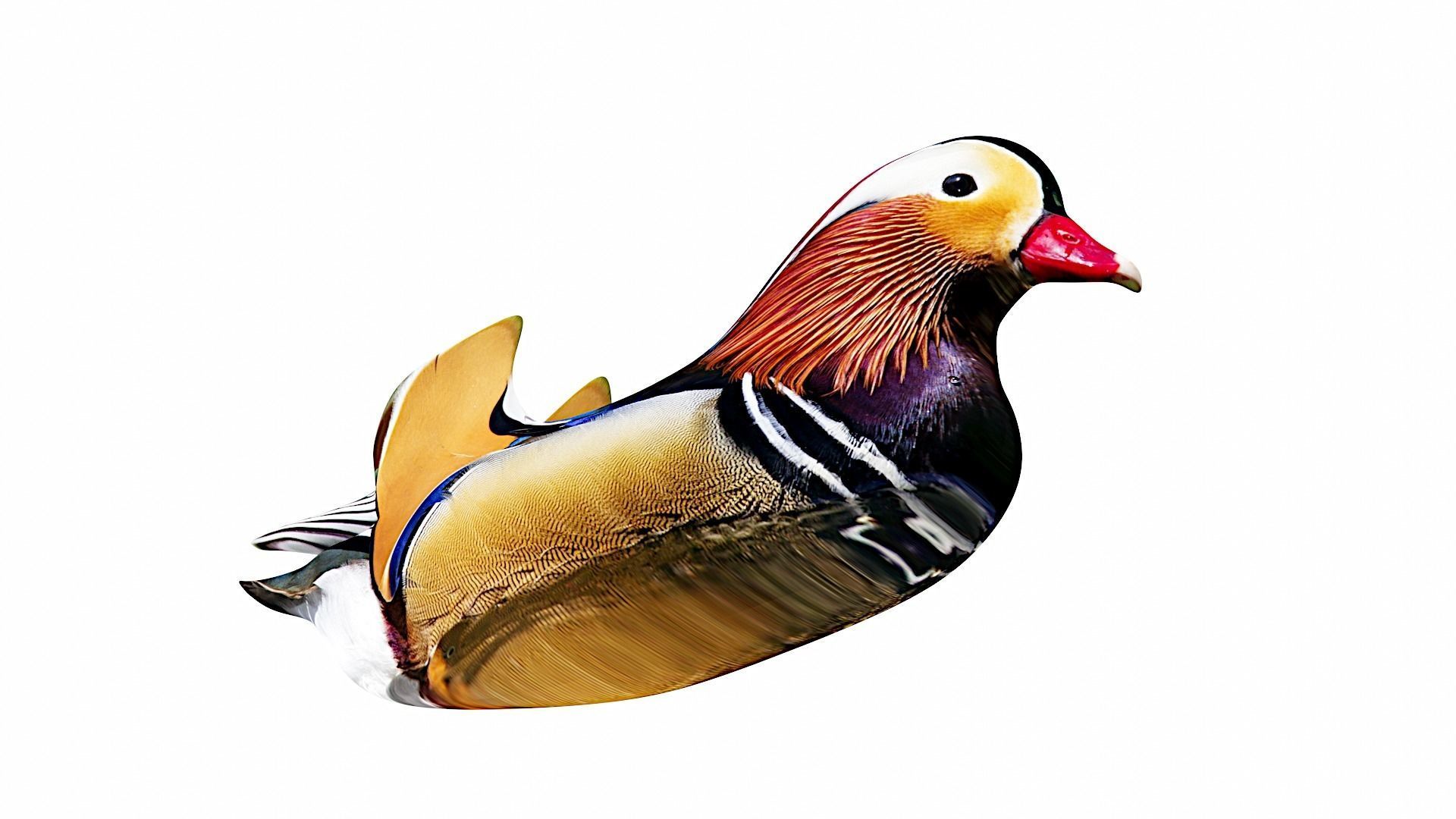 floating duck Low-poly 3D model_5
