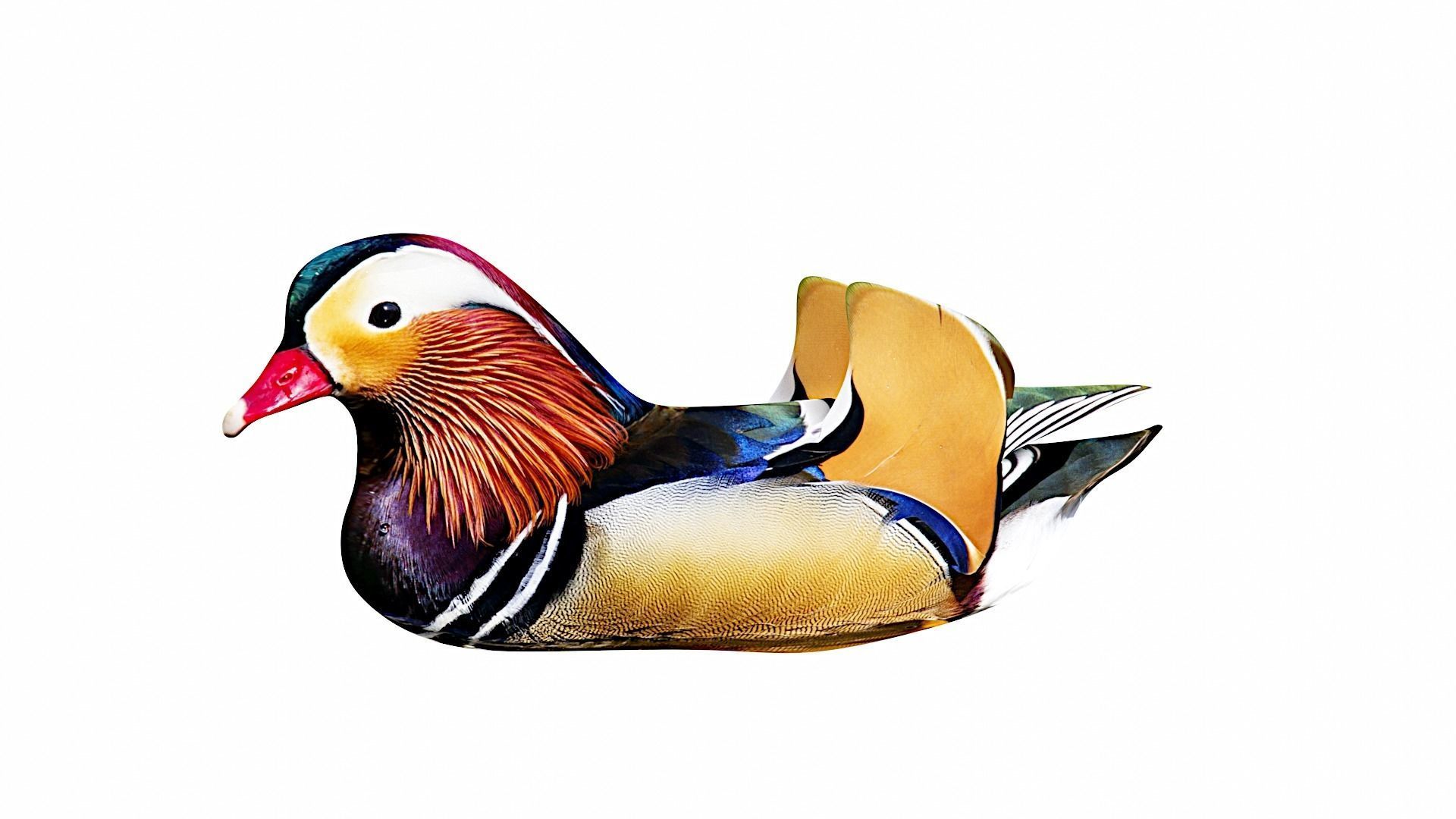 floating duck Low-poly 3D model_3