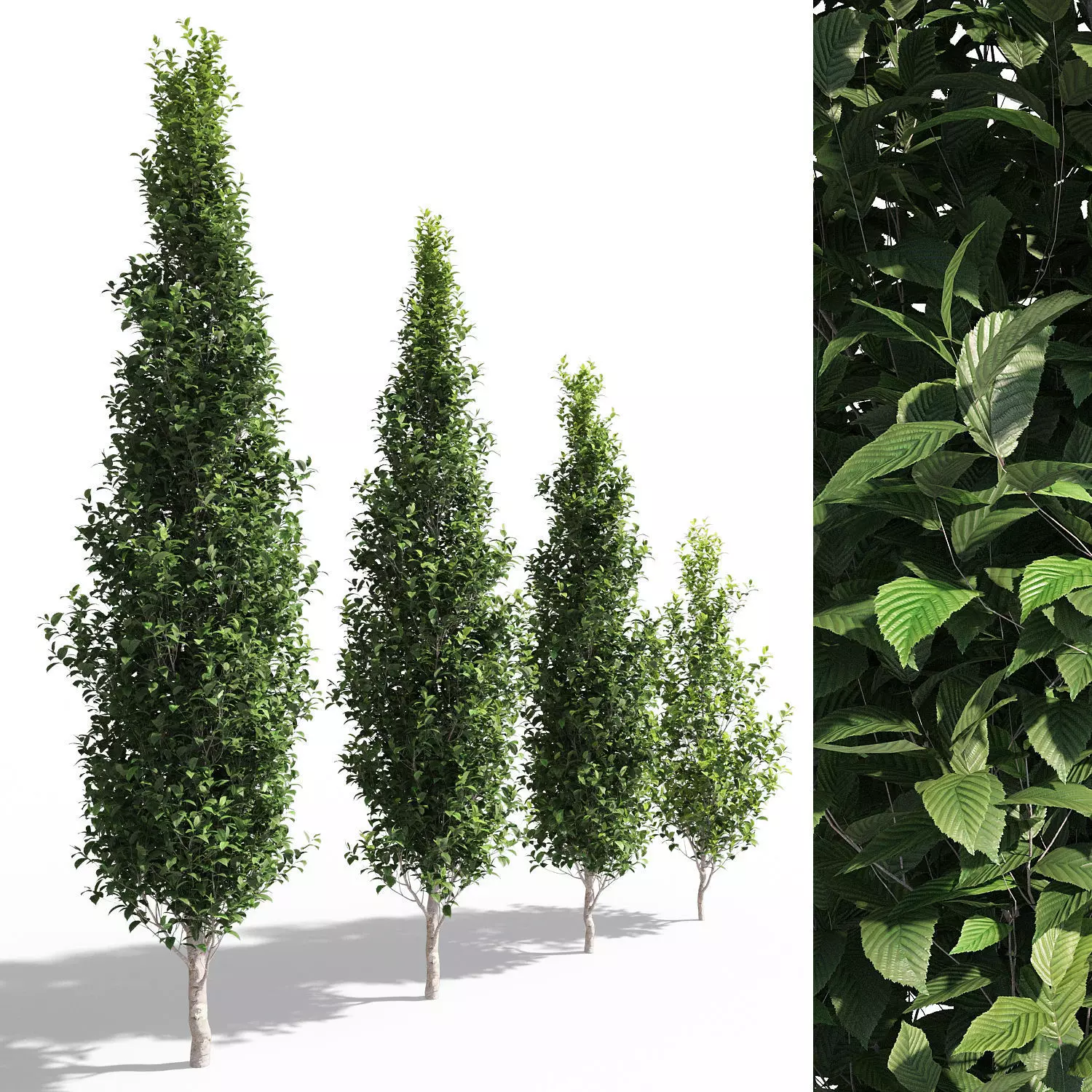 Carpinus Fastigiata Pyramidal 3D model