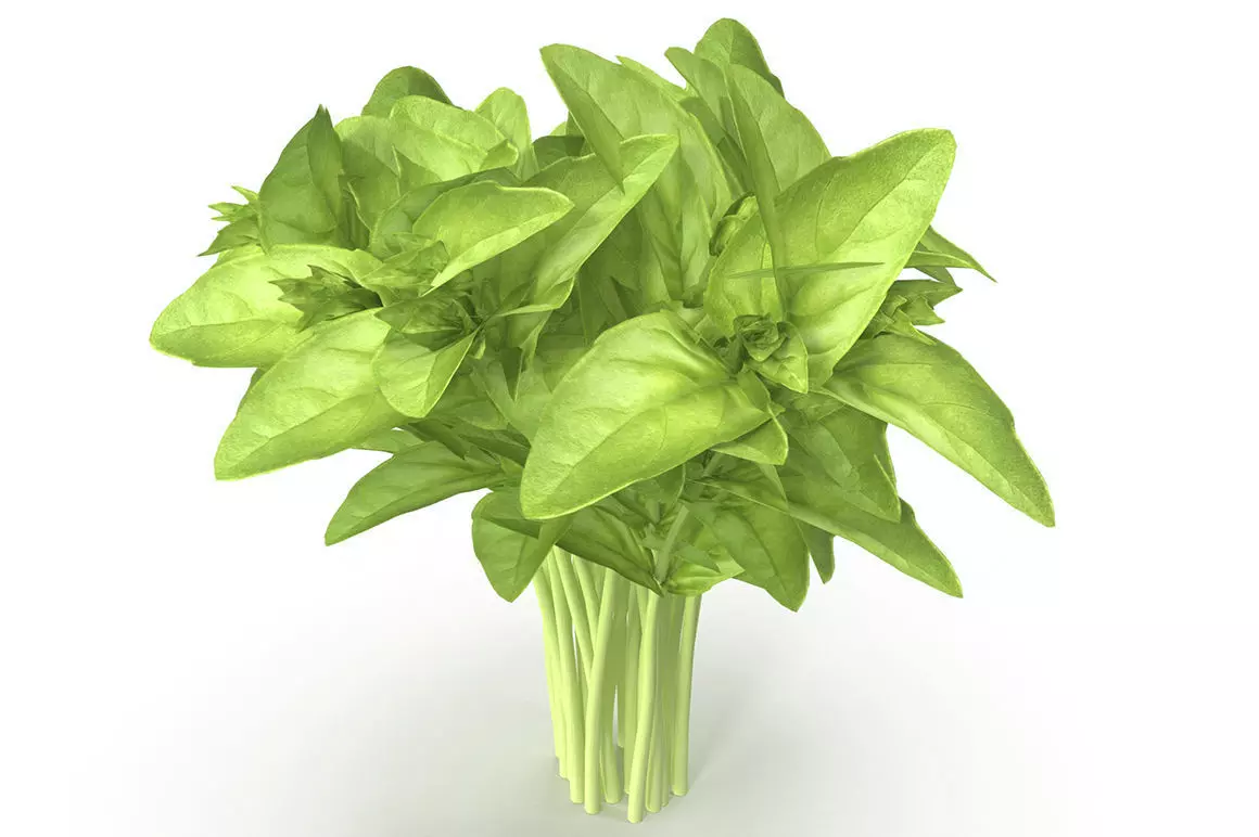 Cinnamon basil Bunch 3D model_0