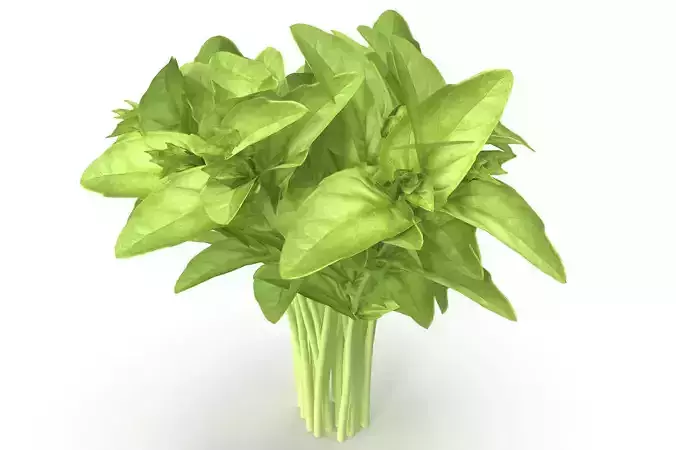 Cinnamon basil Bunch