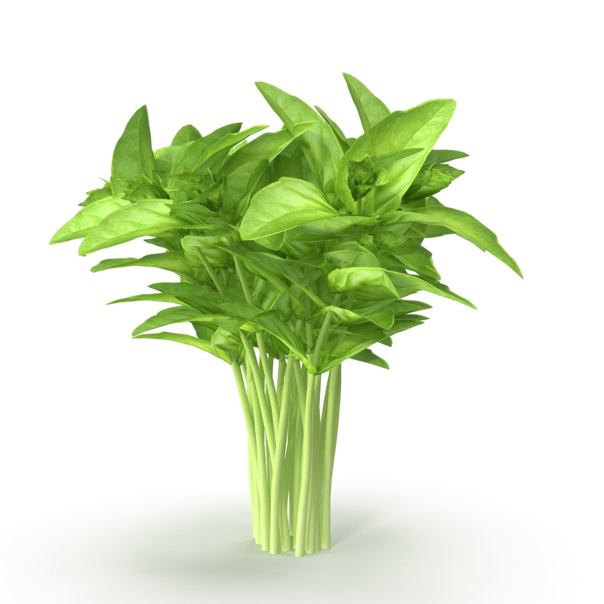 Cinnamon basil Bunch 3D model_5
