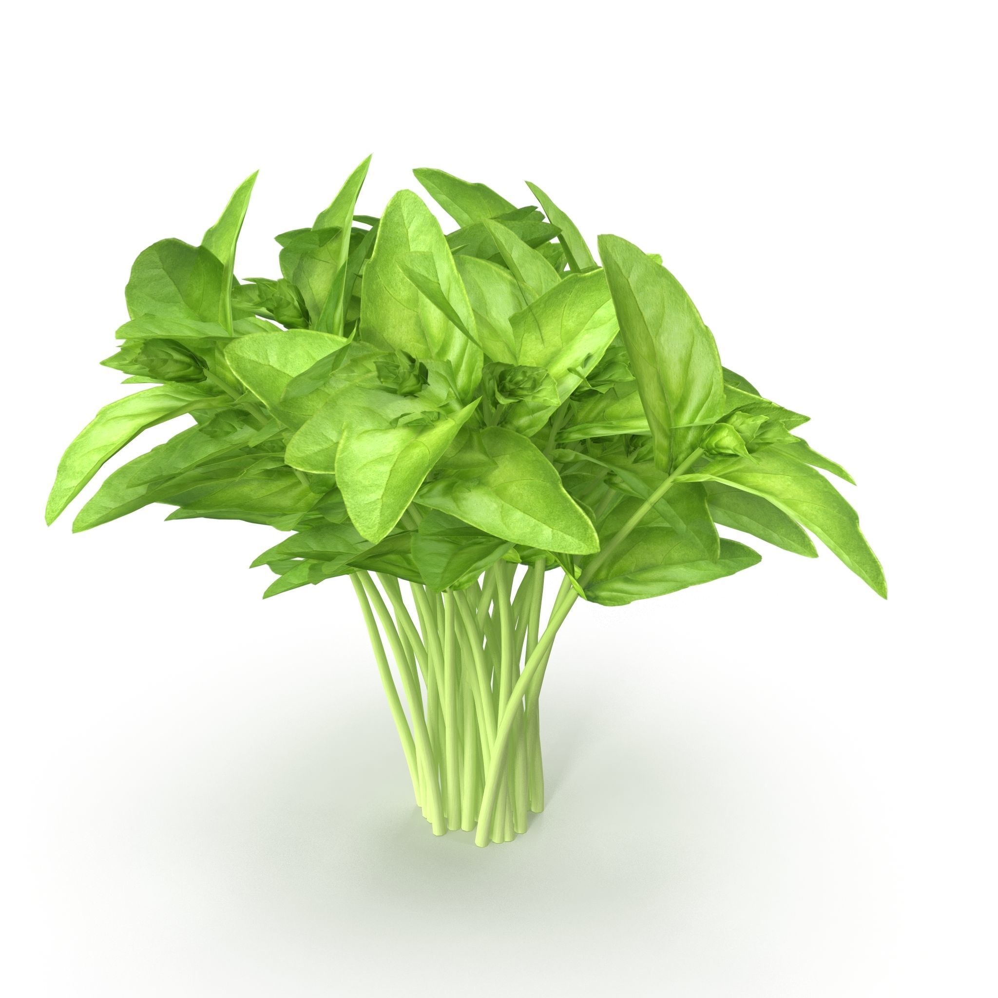 Cinnamon basil Bunch 3D model_3