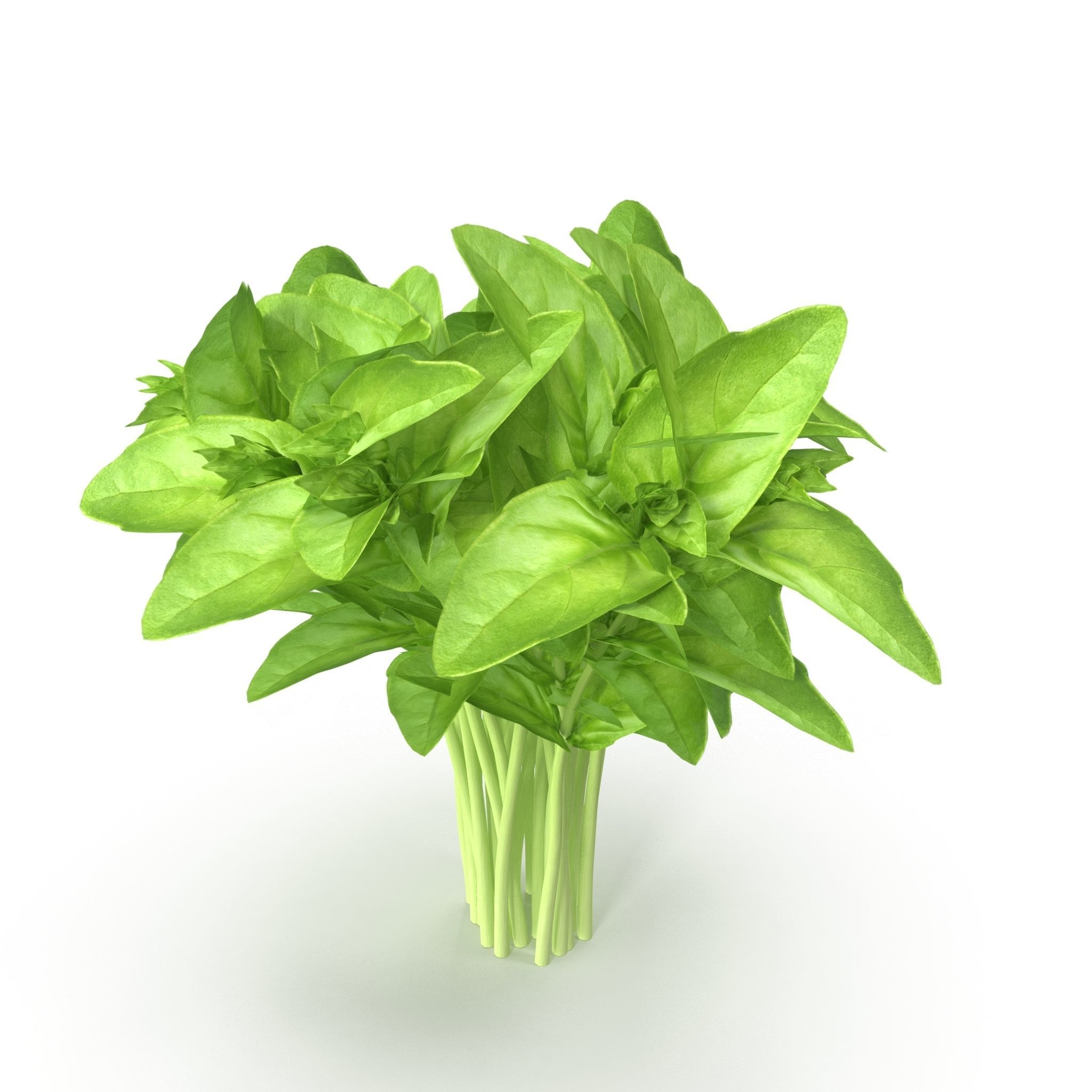 Cinnamon basil Bunch 3D model_2