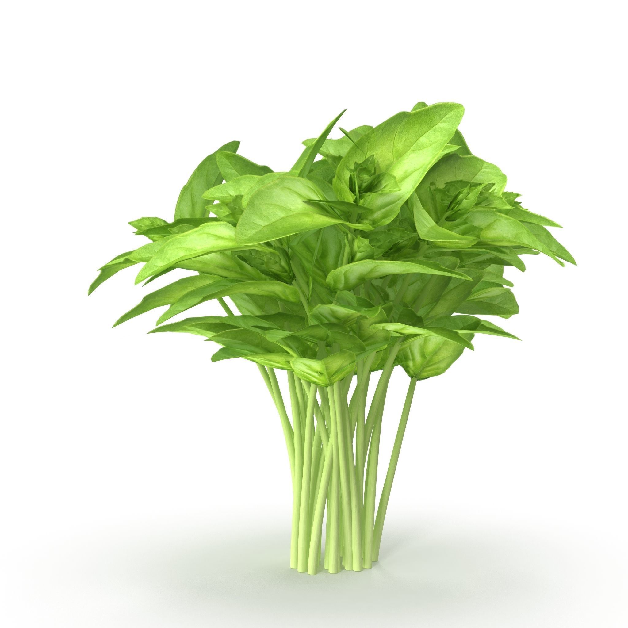 Cinnamon basil Bunch 3D model_4