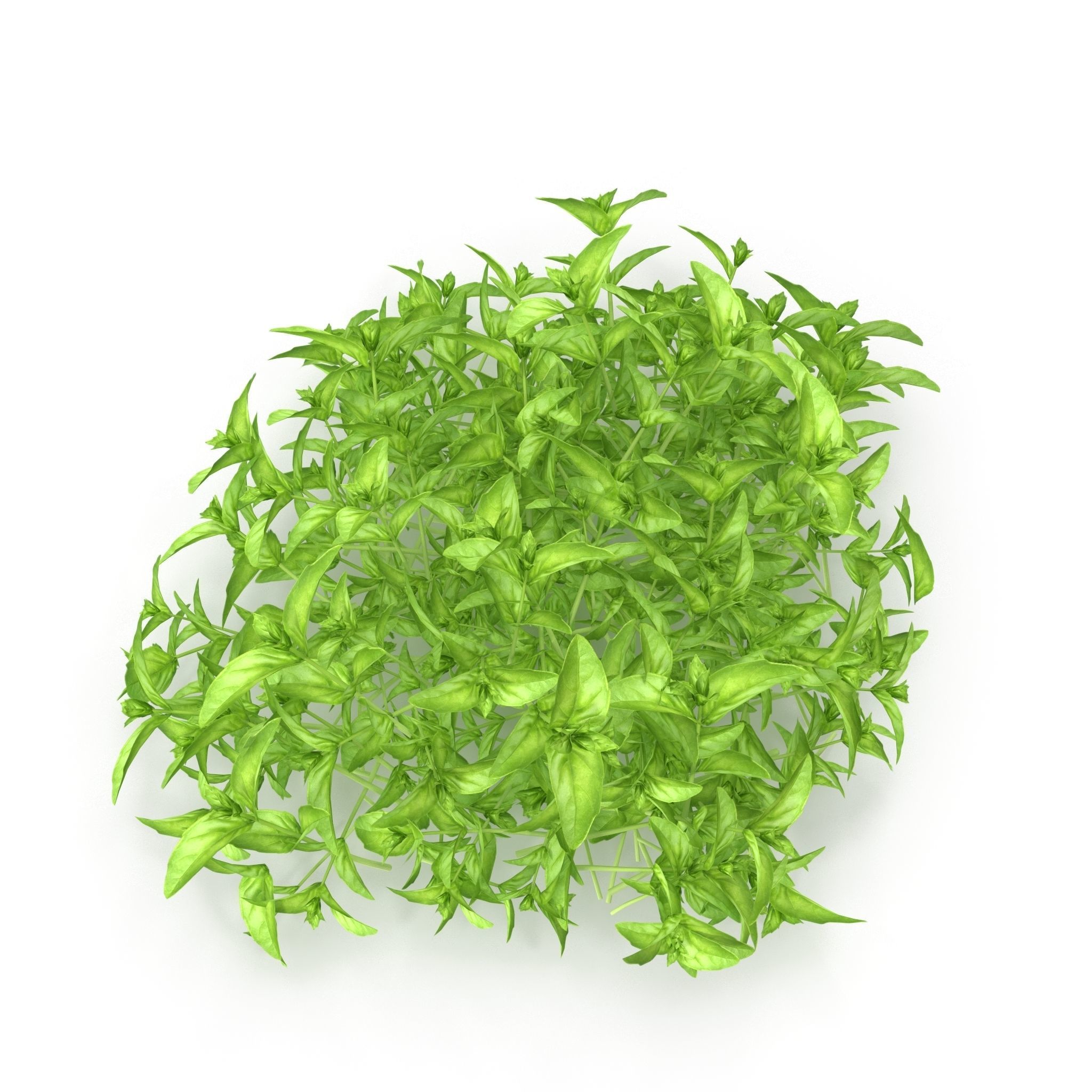 Cinnamon basil PS 3D model_2