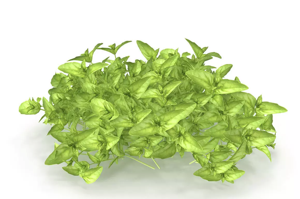 Cinnamon basil PS 3D model_0