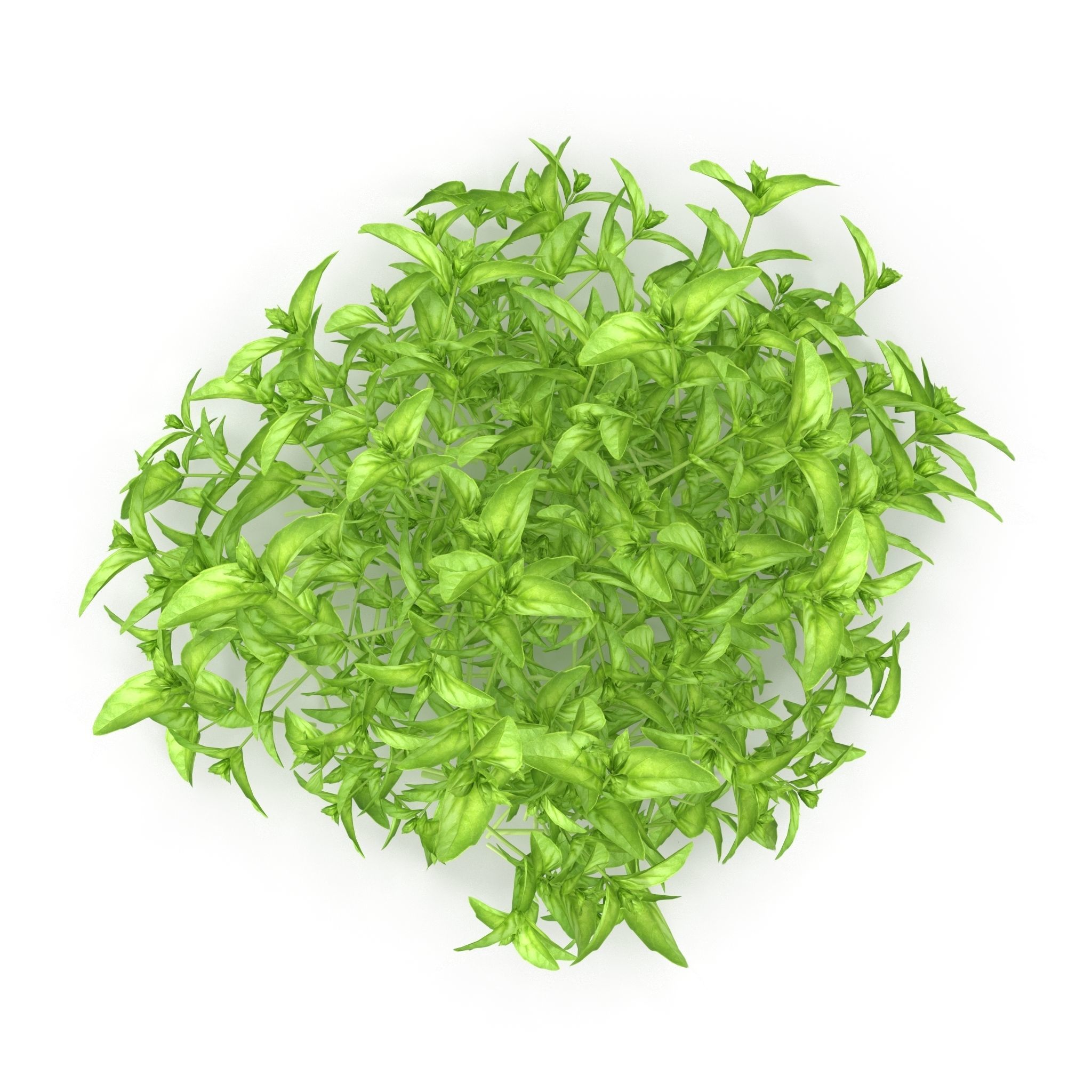 Cinnamon basil PS 3D model_1