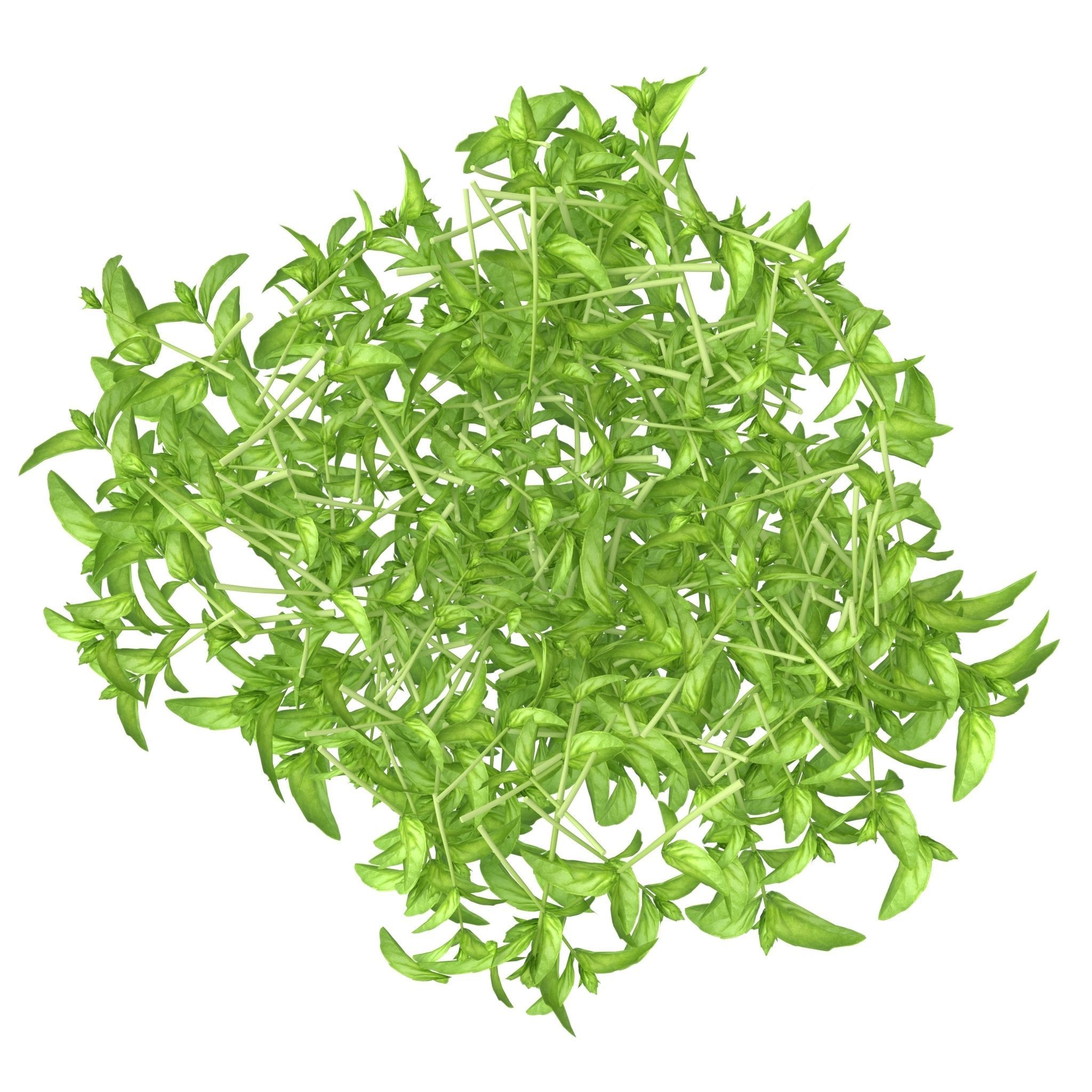 Cinnamon basil PS 3D model_7