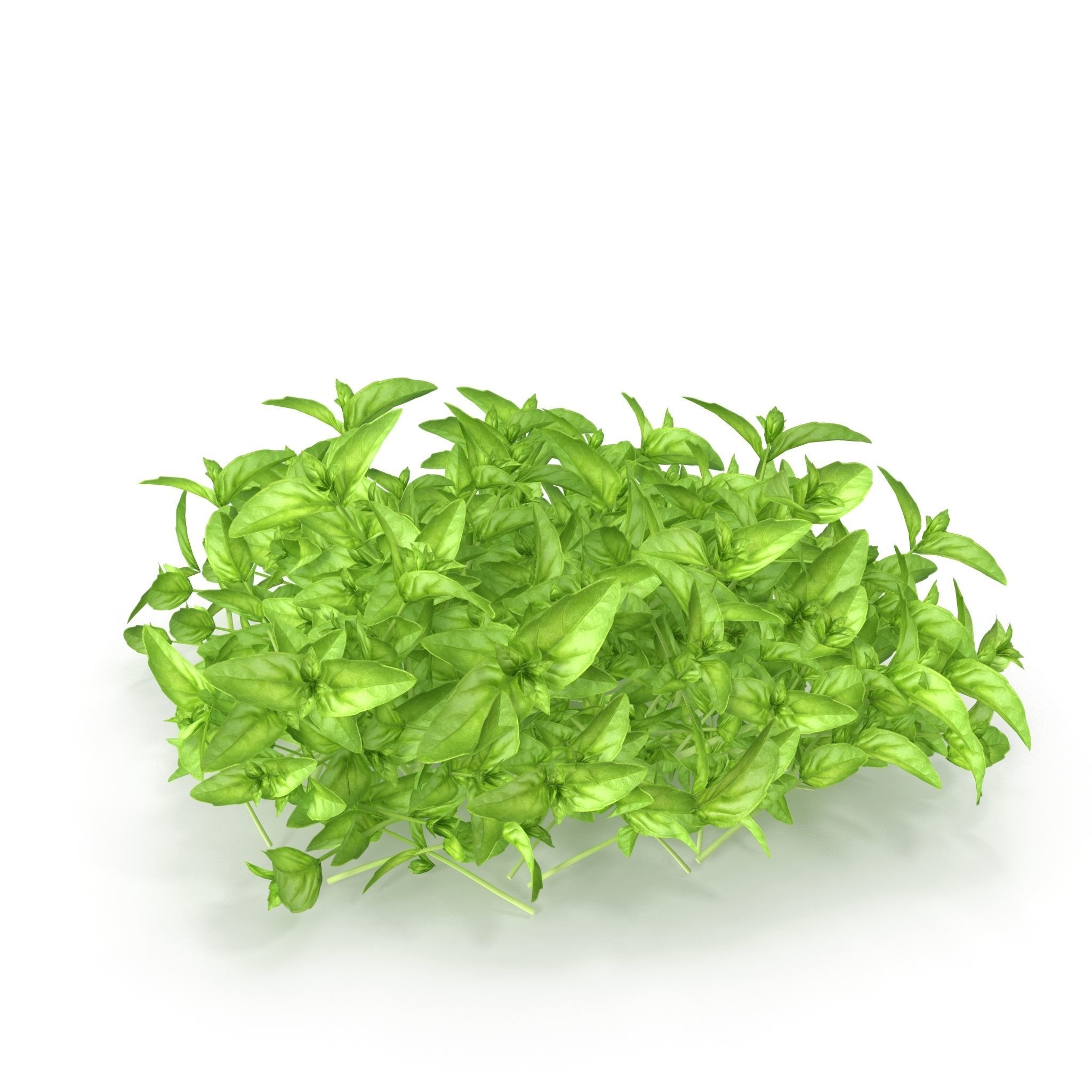 Cinnamon basil PS 3D model_3