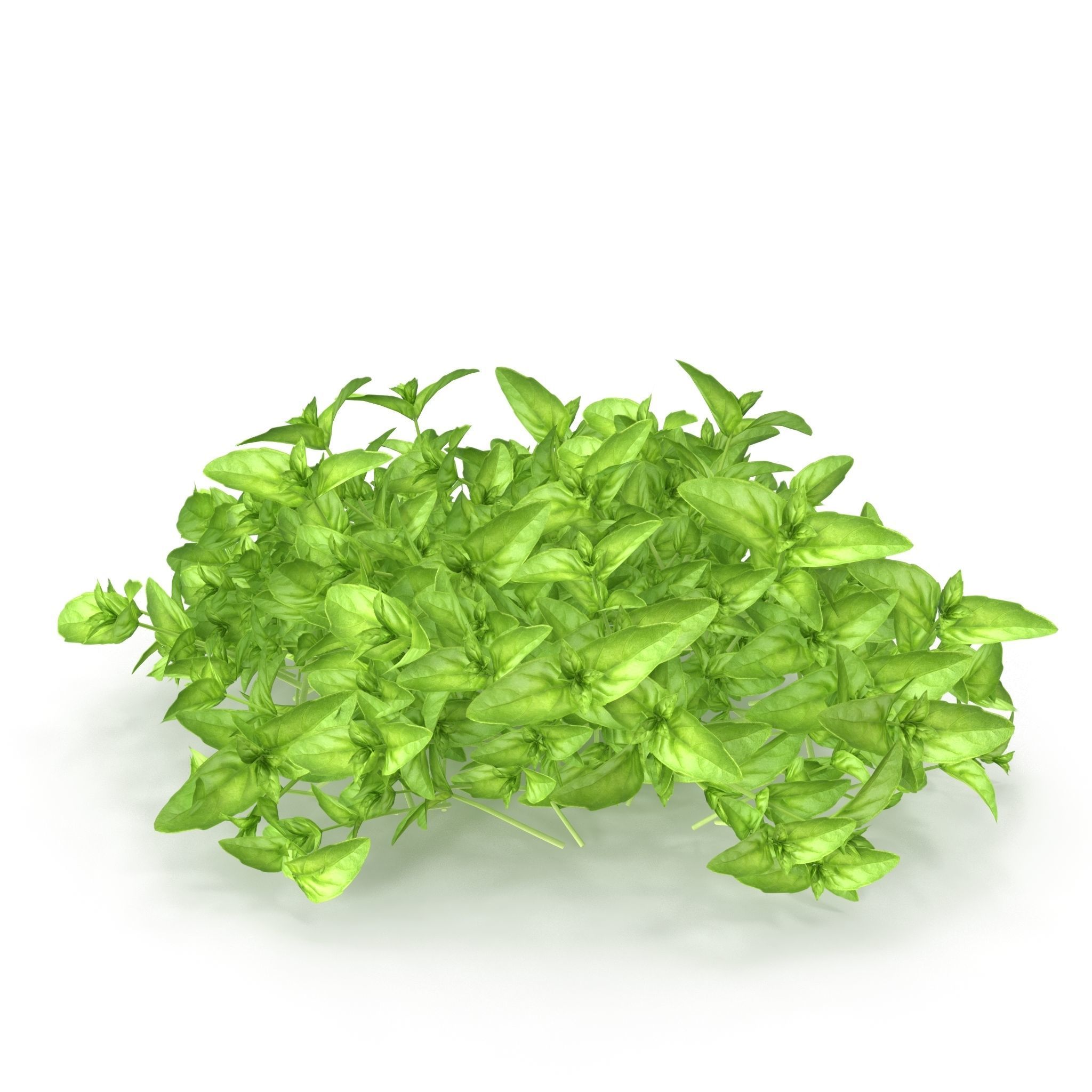 Cinnamon basil PS 3D model_4
