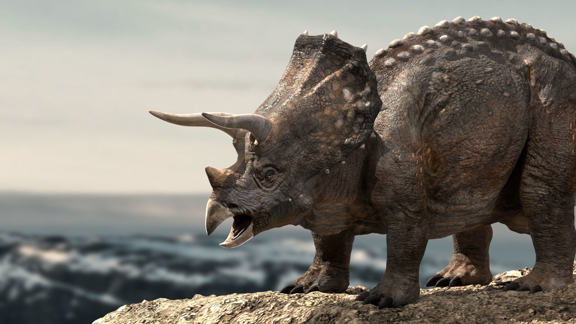 Triceratops Rigged 3D model Low-poly 3D model_1