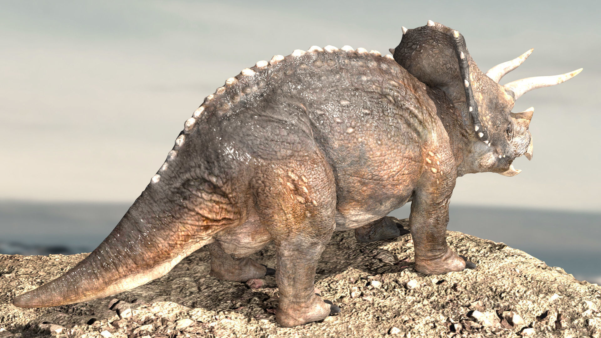 Triceratops Rigged 3D model Low-poly 3D model_11