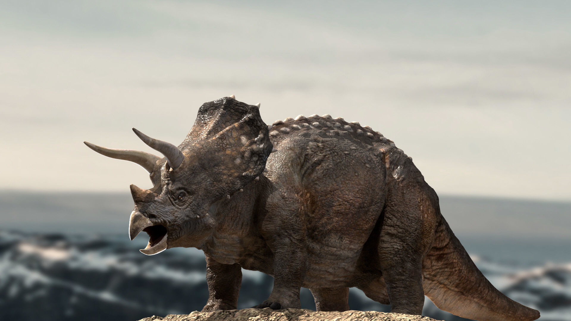 Triceratops Rigged 3D model Low-poly 3D model_2