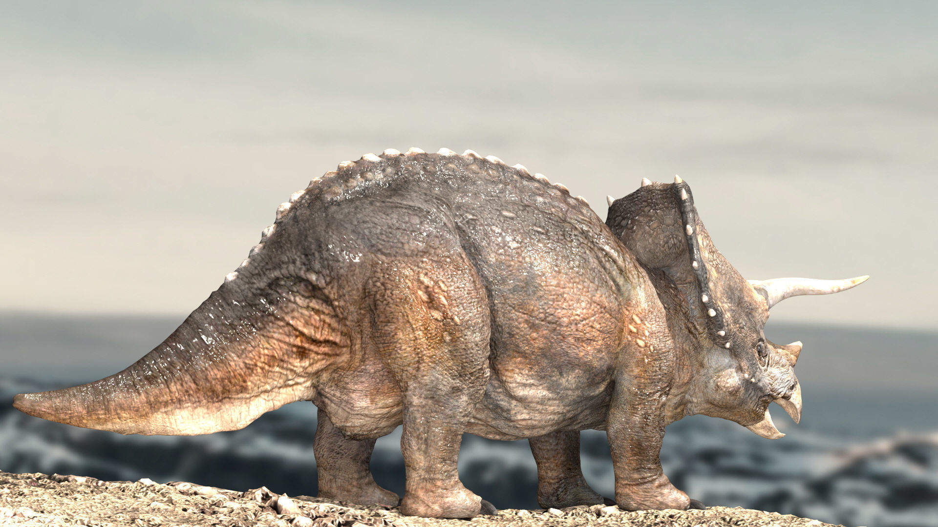 Triceratops Rigged 3D model Low-poly 3D model_5