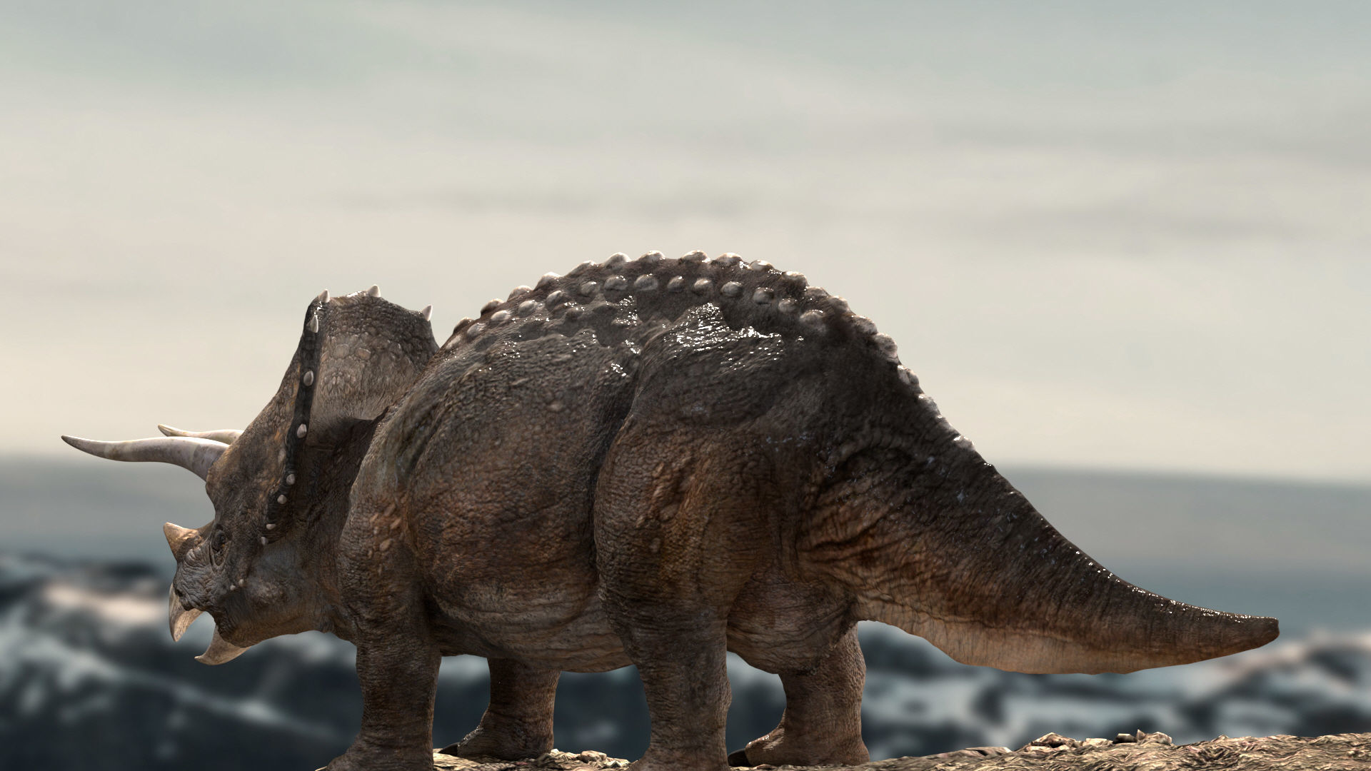 Triceratops Rigged 3D model Low-poly 3D model_3