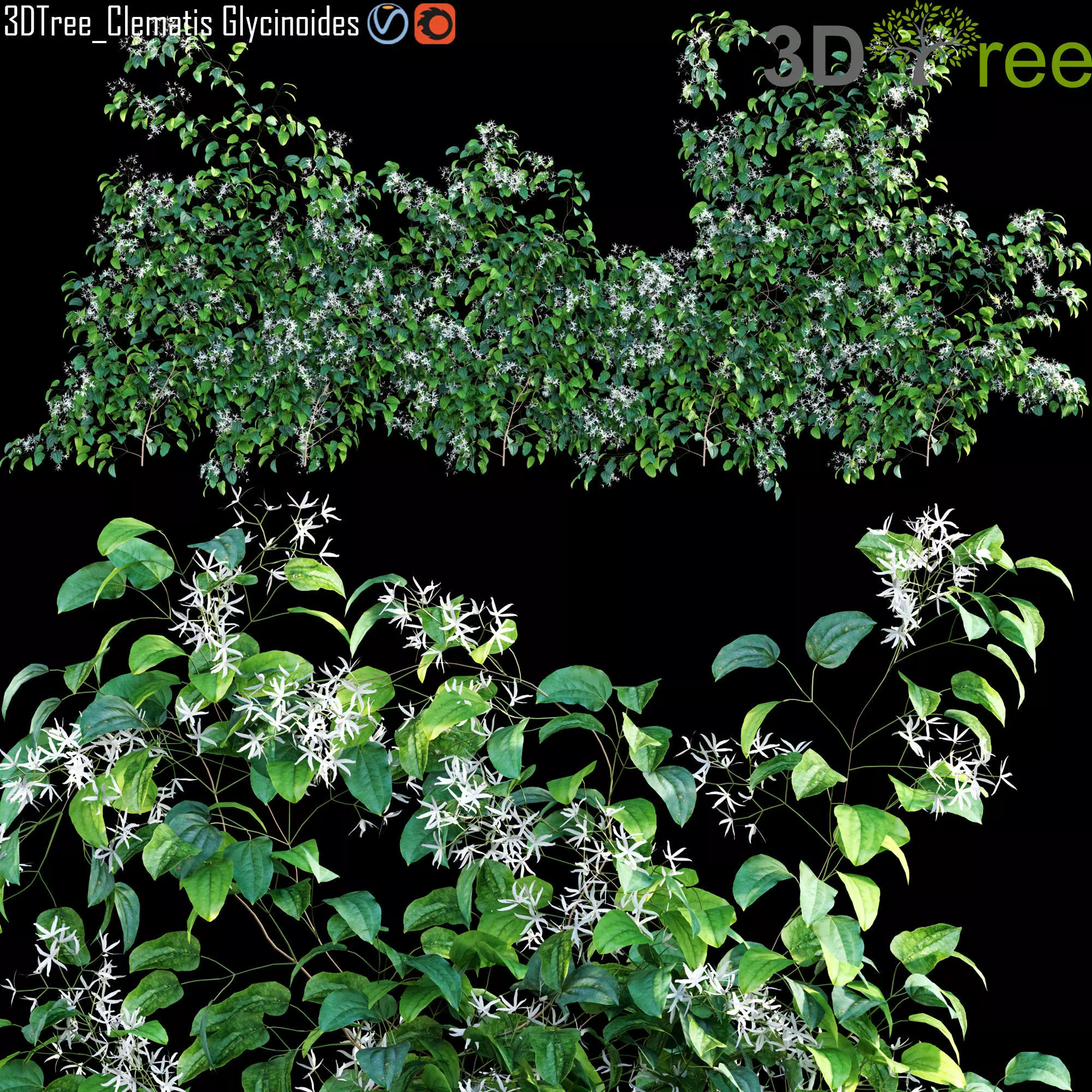 Creeper - Clematis Glycinoides 02 3D model_0