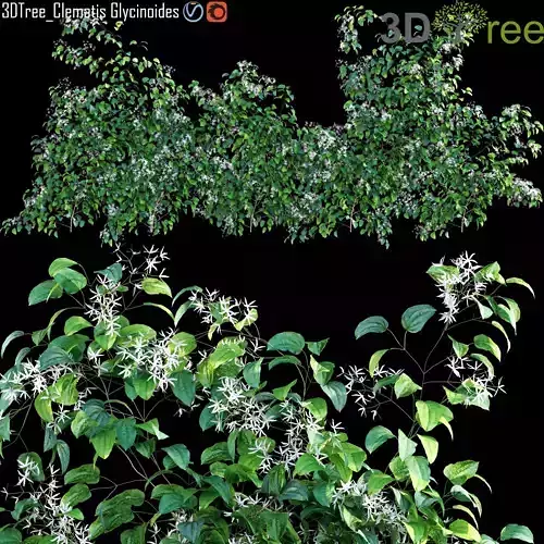 Creeper - Clematis Glycinoides 02 3D model