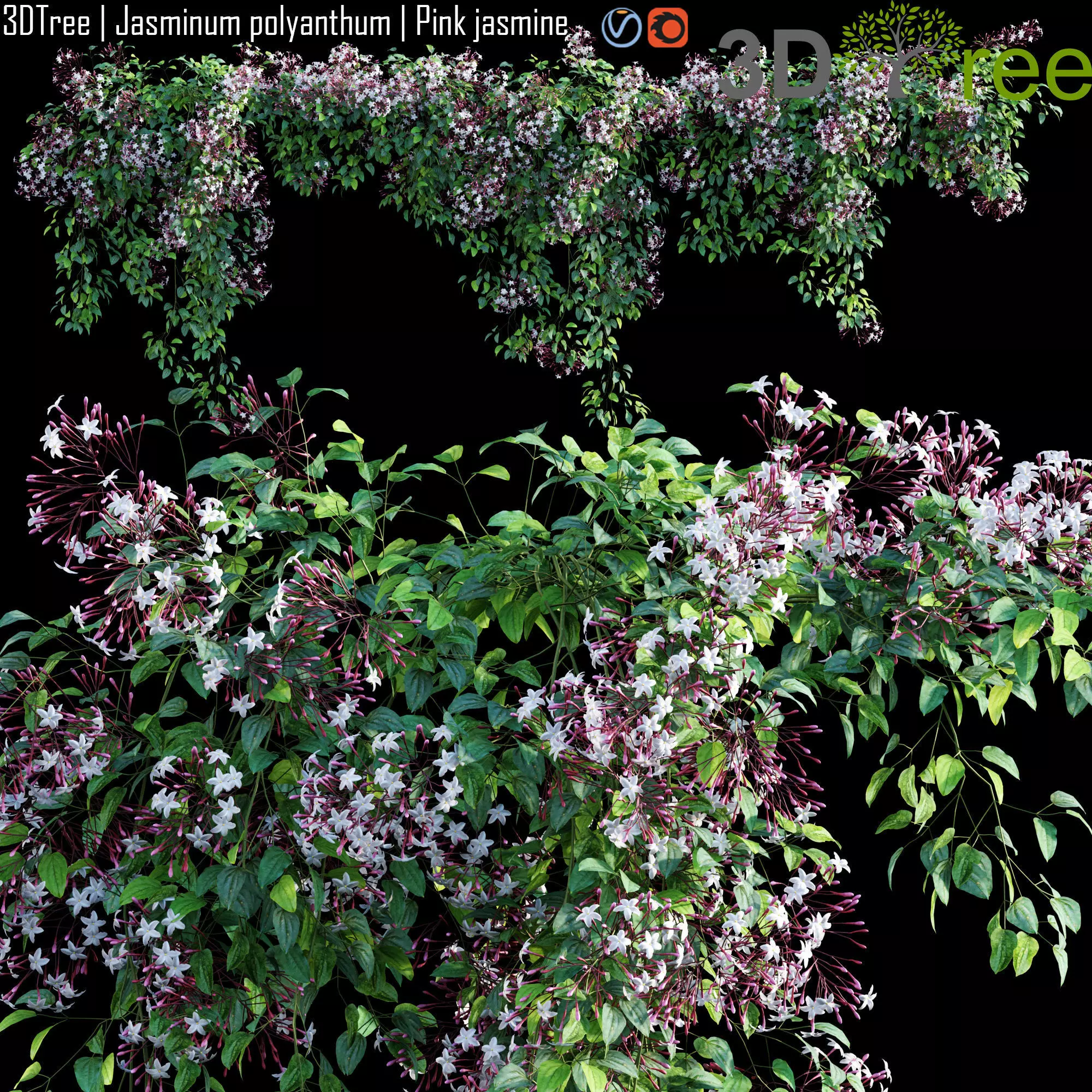 Jasminum polyanthum - Pink jasmine 03 3D model_0