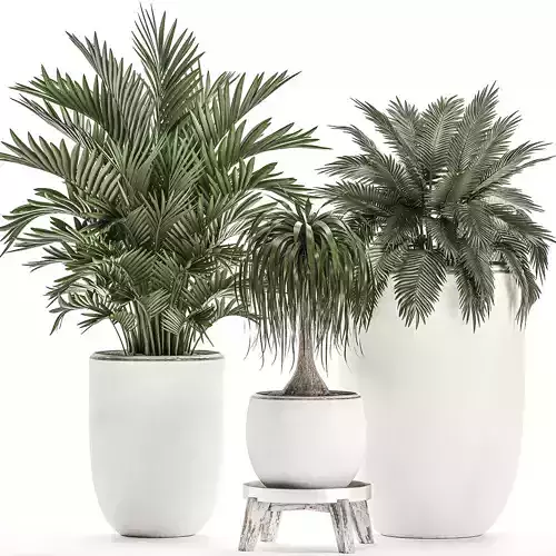 Plants in a white flowerpot for decor and interior design 503