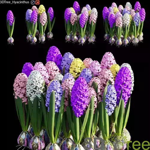 Hyacinthus 01 3D model