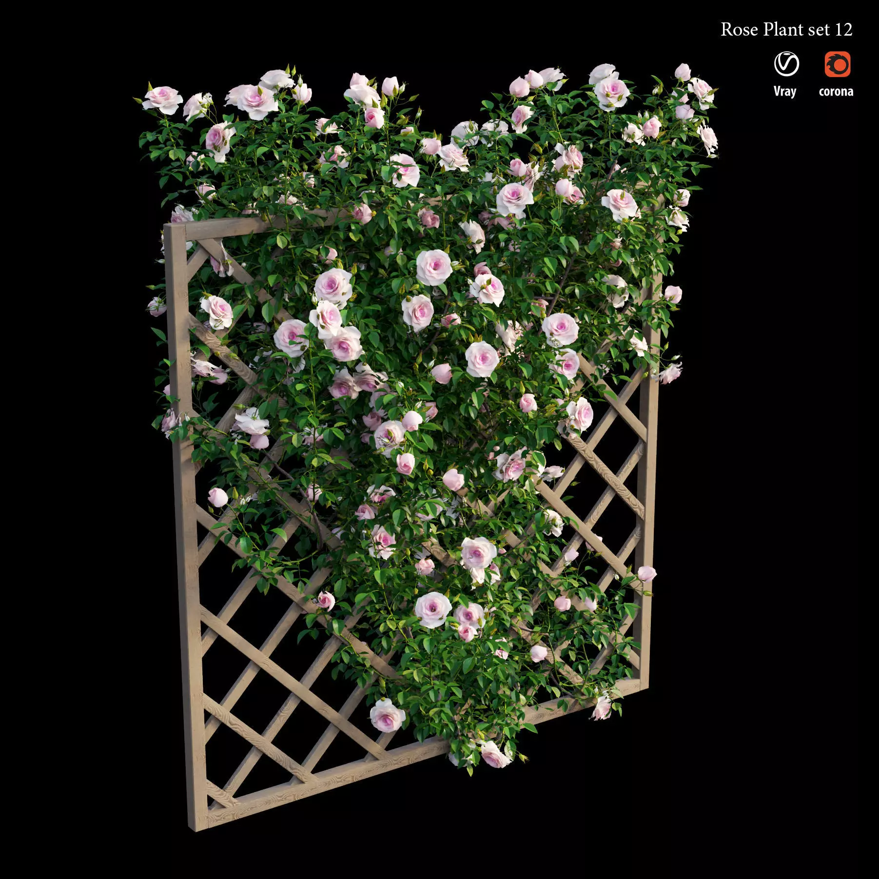 Rose plant set 12 3D model