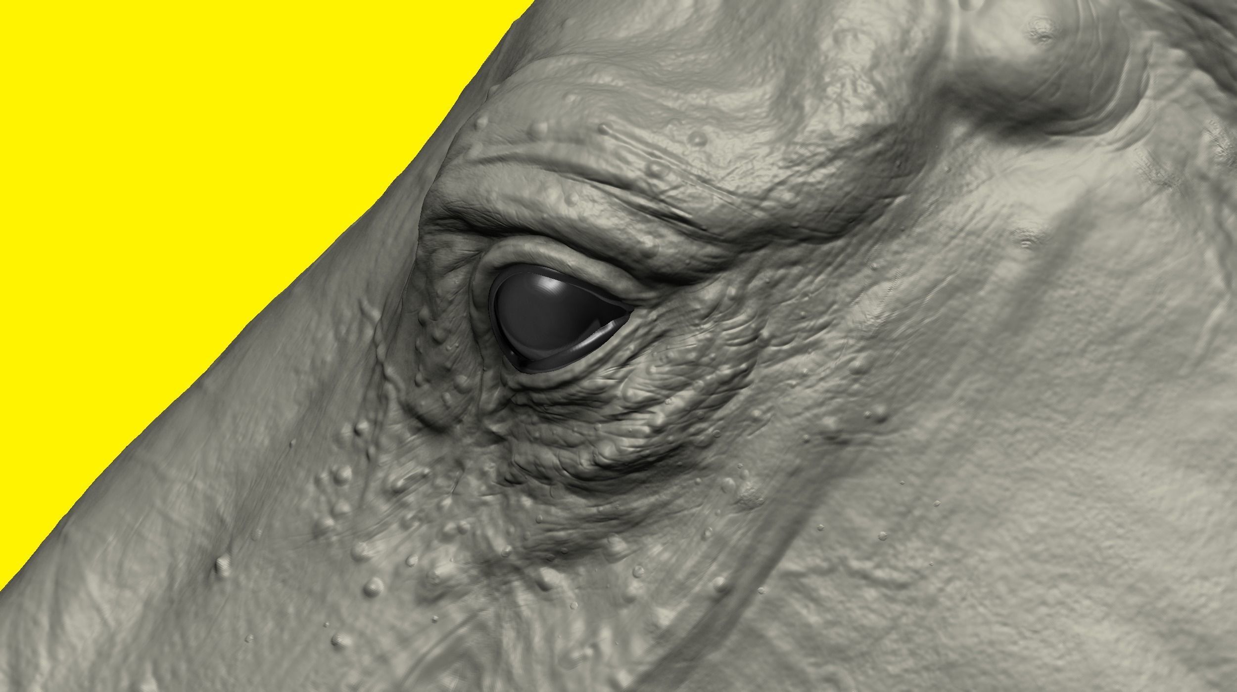 Realistic Horse Basemesh with LOD s 3D model_10