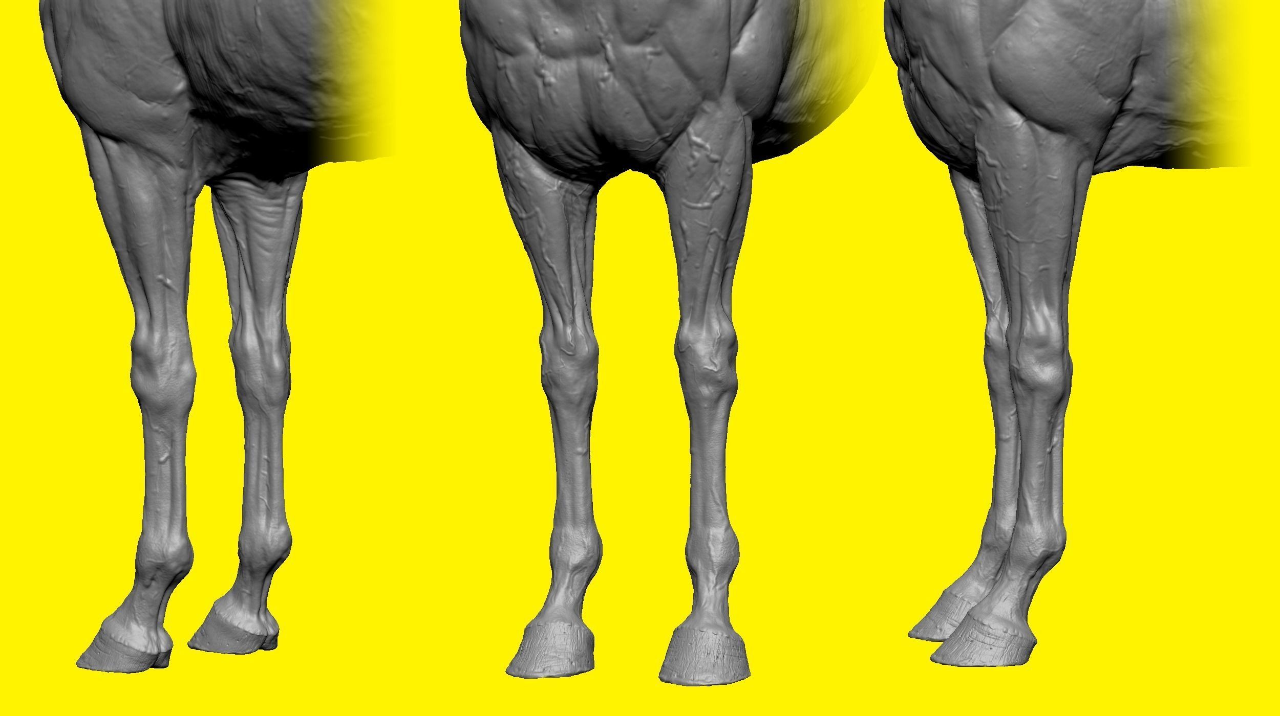 Realistic Horse Basemesh with LOD s 3D model_14