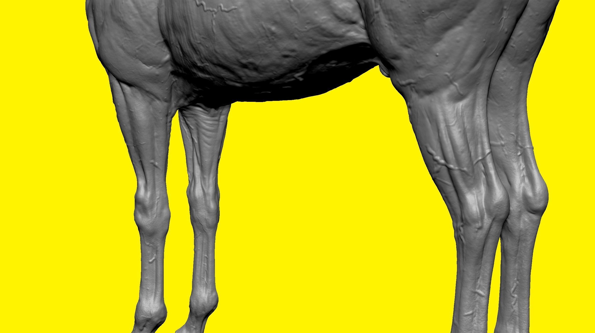 Realistic Horse Basemesh with LOD s 3D model_15