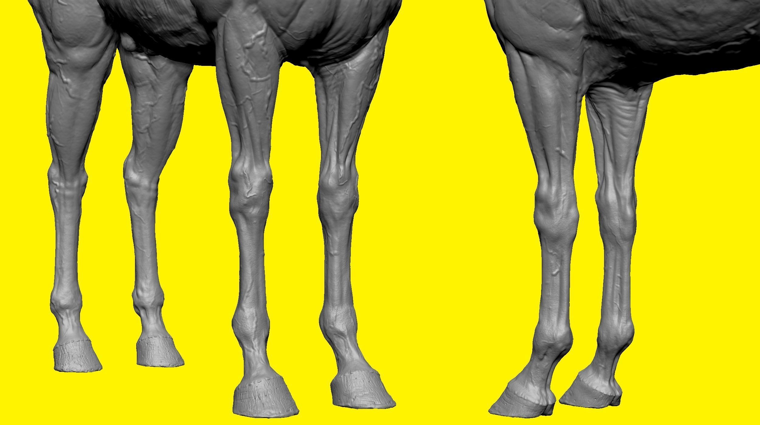 Realistic Horse Basemesh with LOD s 3D model_13