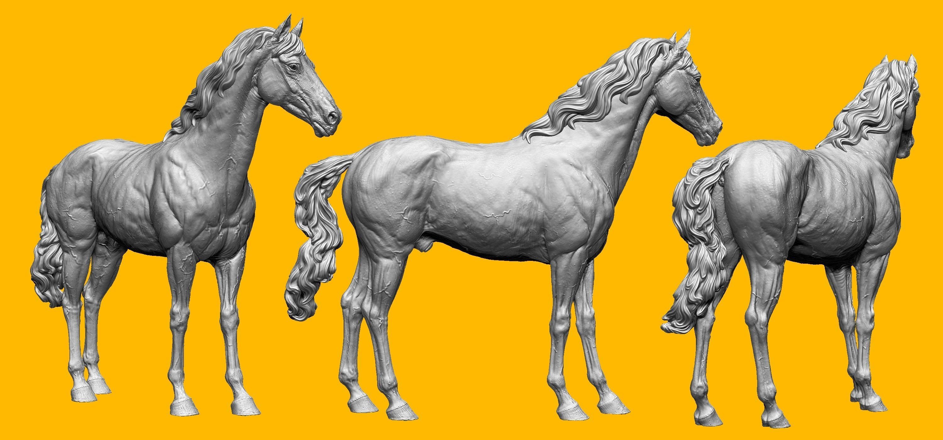 Realistic Horse Basemesh with LOD s 3D model_20