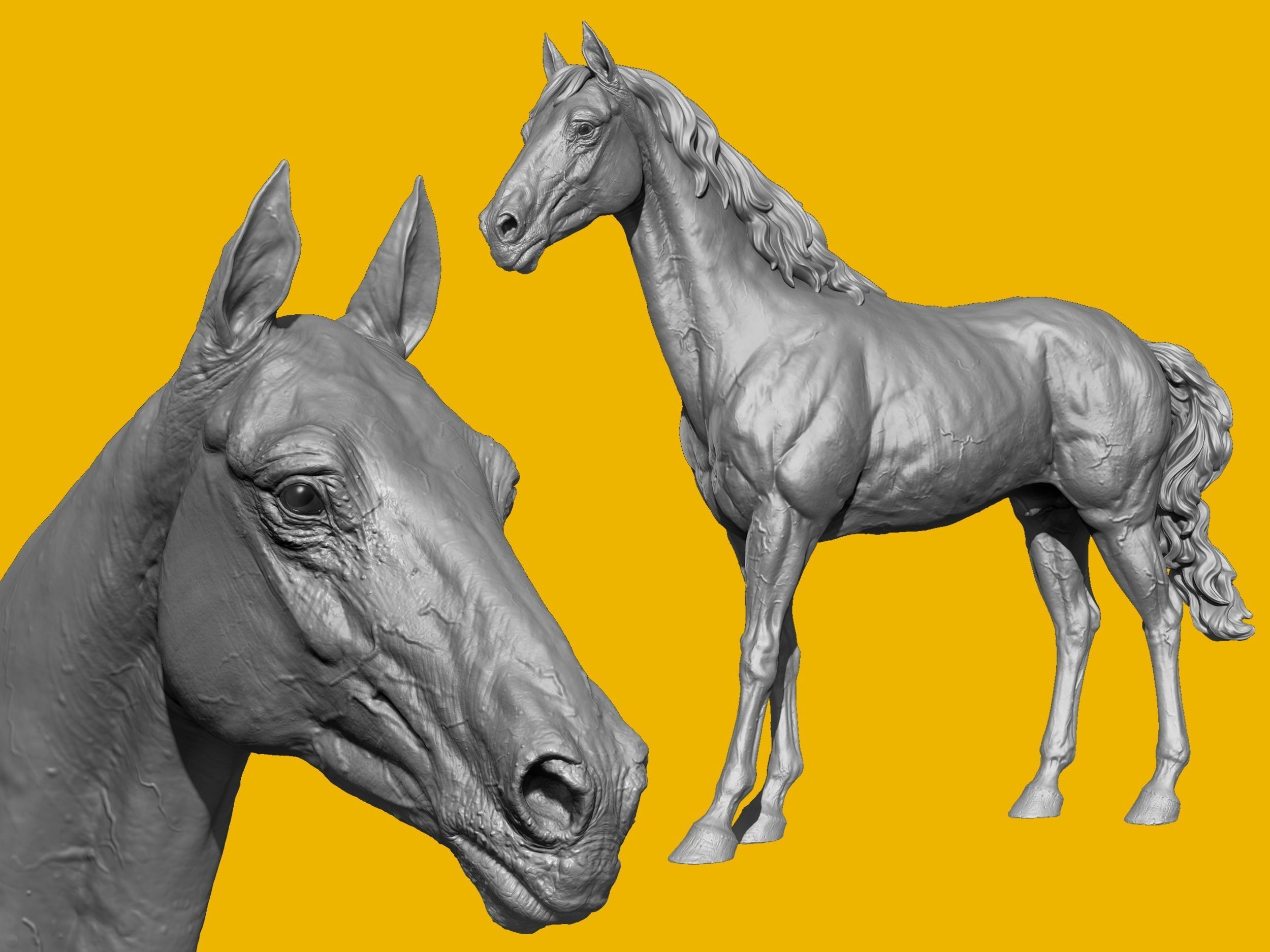 Realistic Horse Basemesh with LOD s 3D model_17
