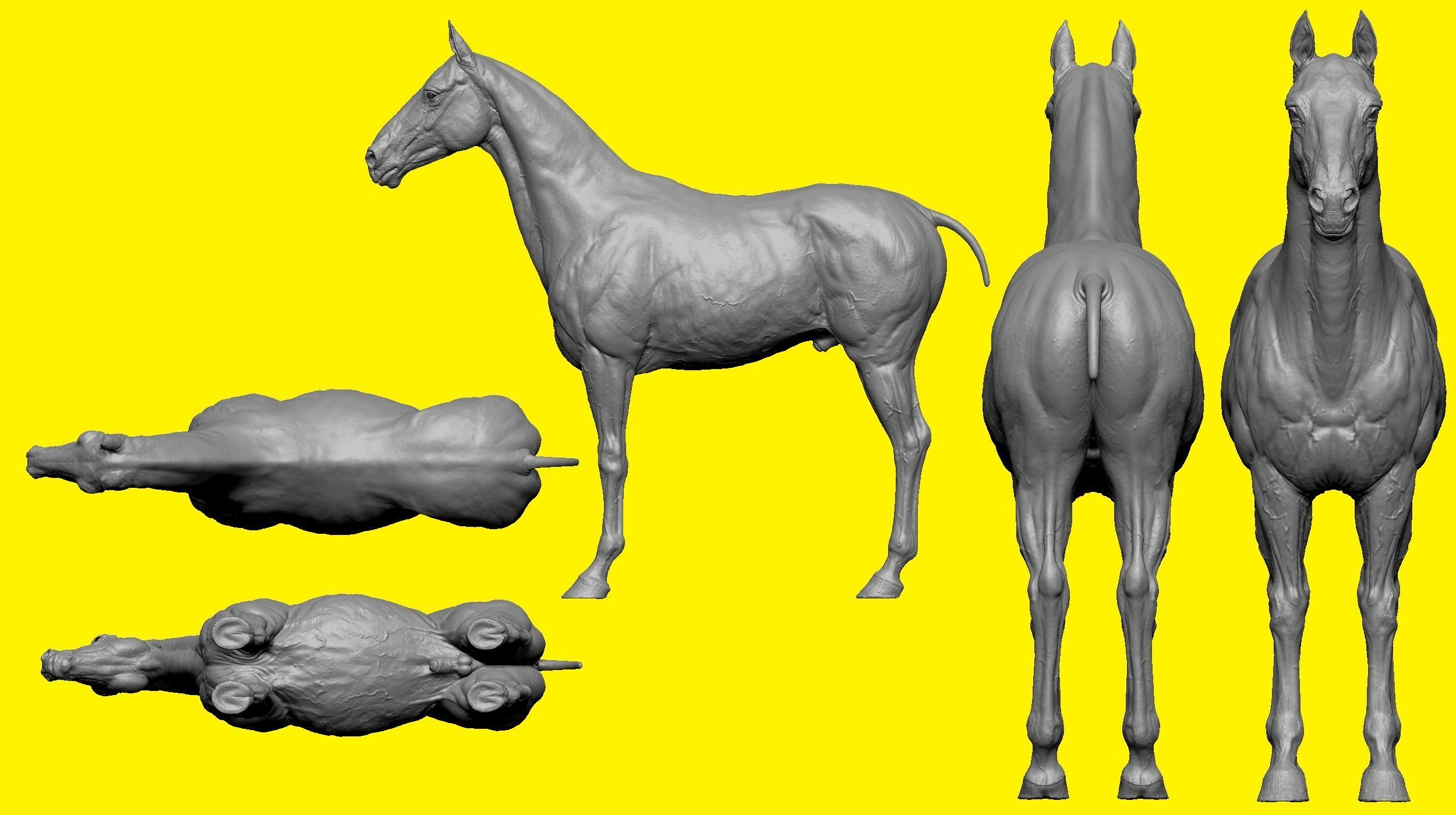 Realistic Horse Basemesh with LOD s 3D model_5