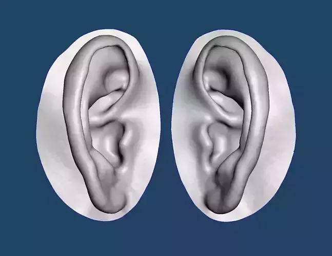 Natural human ear anatomy 04 3D print model