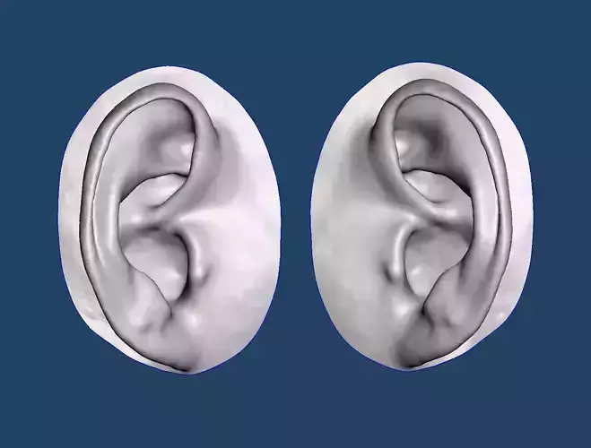 Natural human ear anatomy 05 3D print model