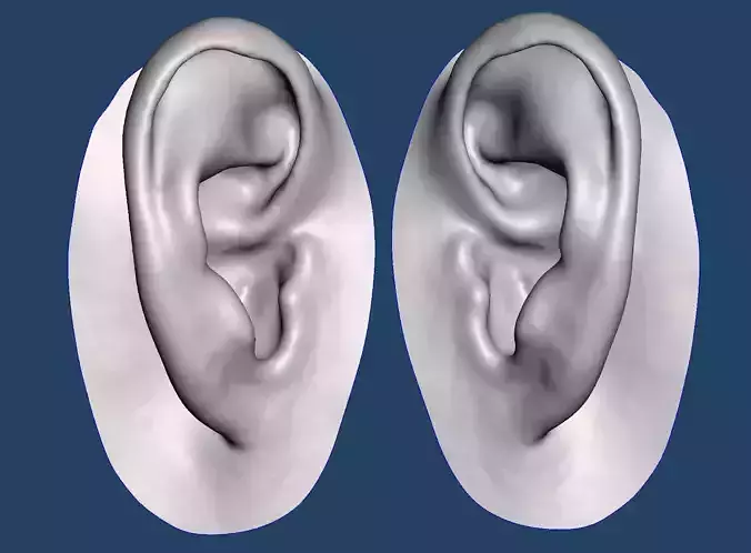 Natural human ear anatomy 07 3D print model