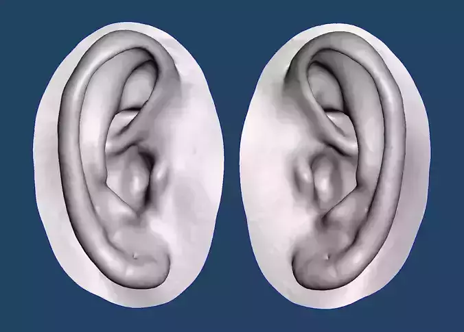 Natural human ear anatomy 08 3D print model
