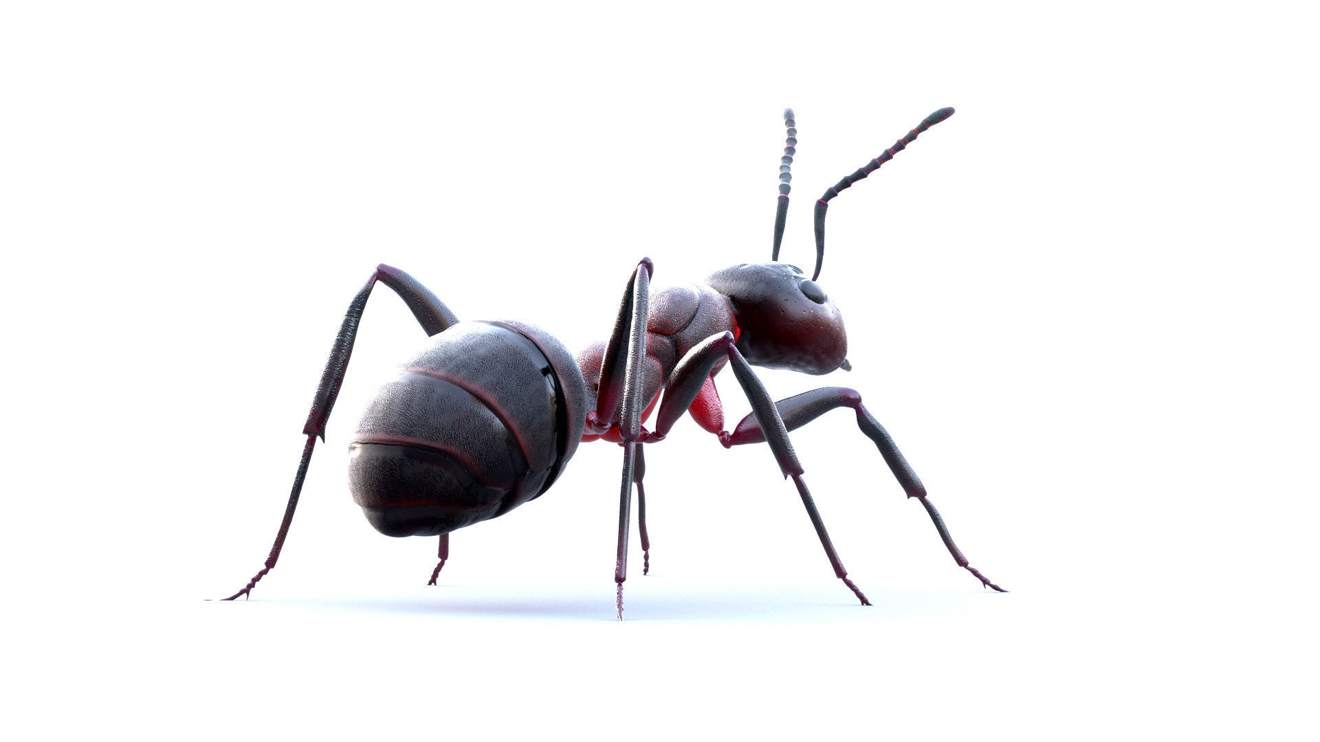 Animated 3d model of an ant with PBR materials 3D model_5