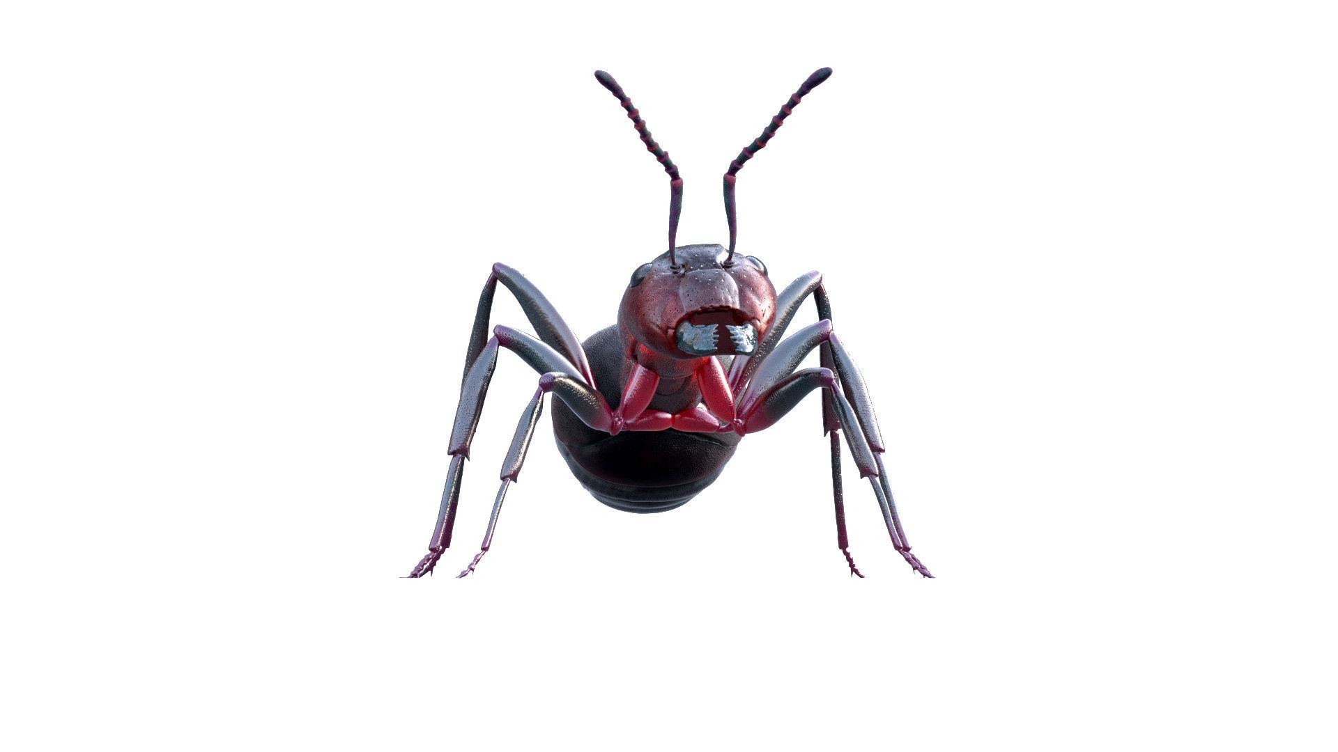 Animated 3d model of an ant with PBR materials 3D model_8