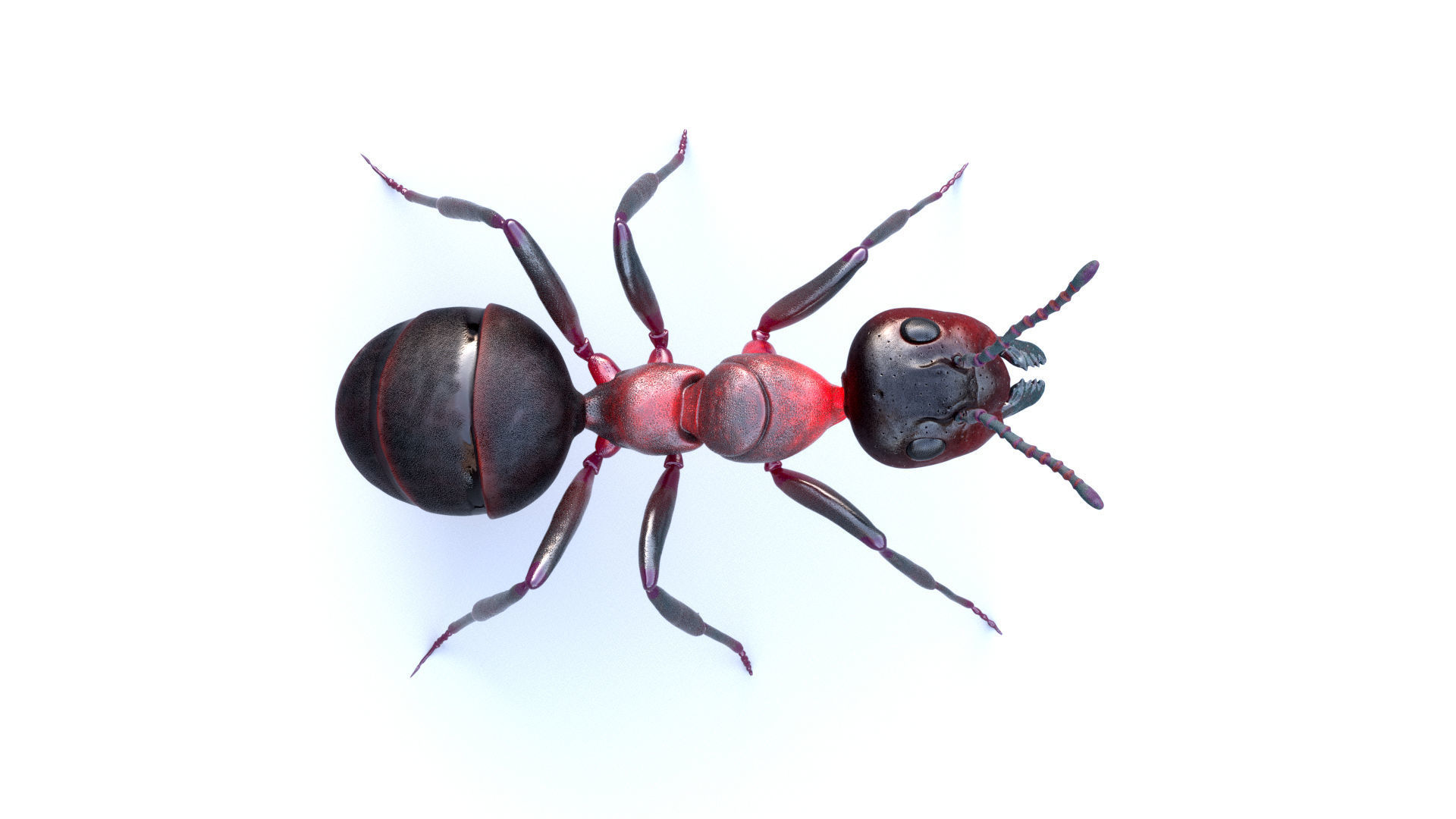 Animated 3d model of an ant with PBR materials 3D model_6
