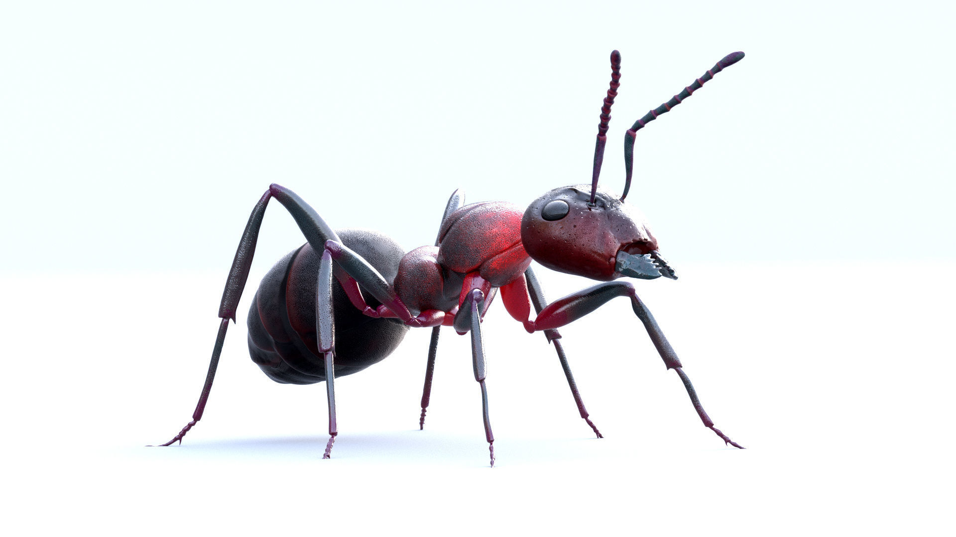 Animated 3d model of an ant with PBR materials 3D model_3
