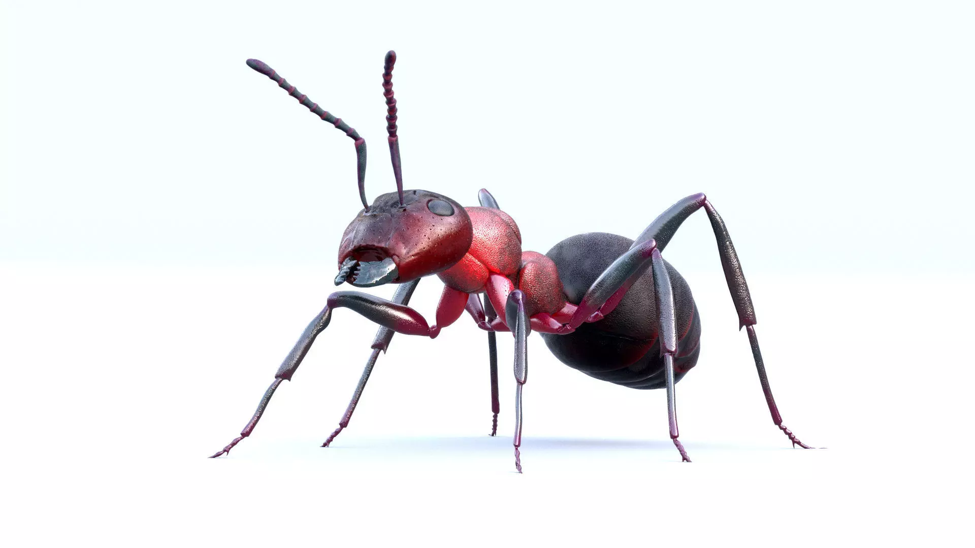 Animated 3d model of an ant with PBR materials 3D model_0
