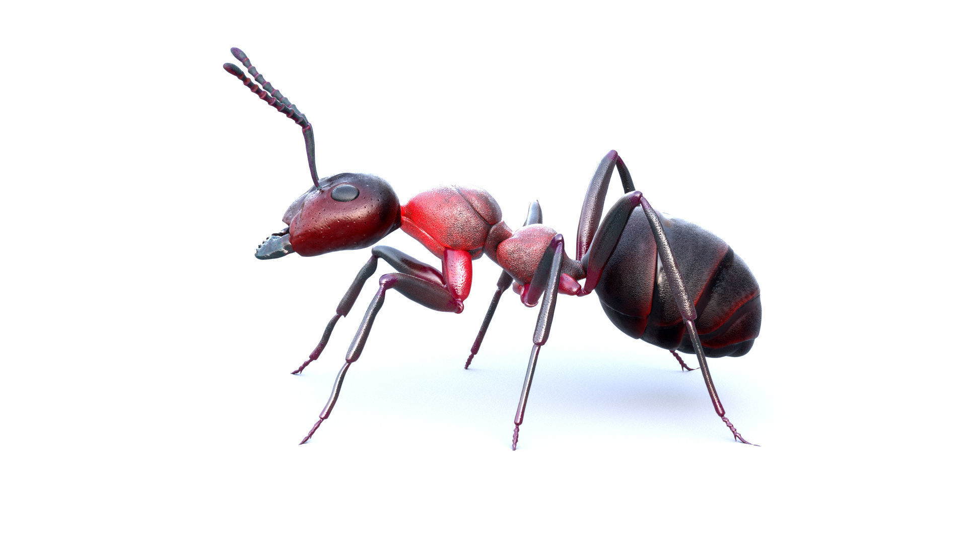 Animated 3d model of an ant with PBR materials 3D model_7