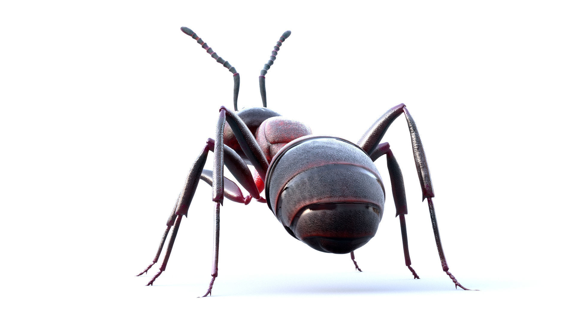 Animated 3d model of an ant with PBR materials 3D model_4