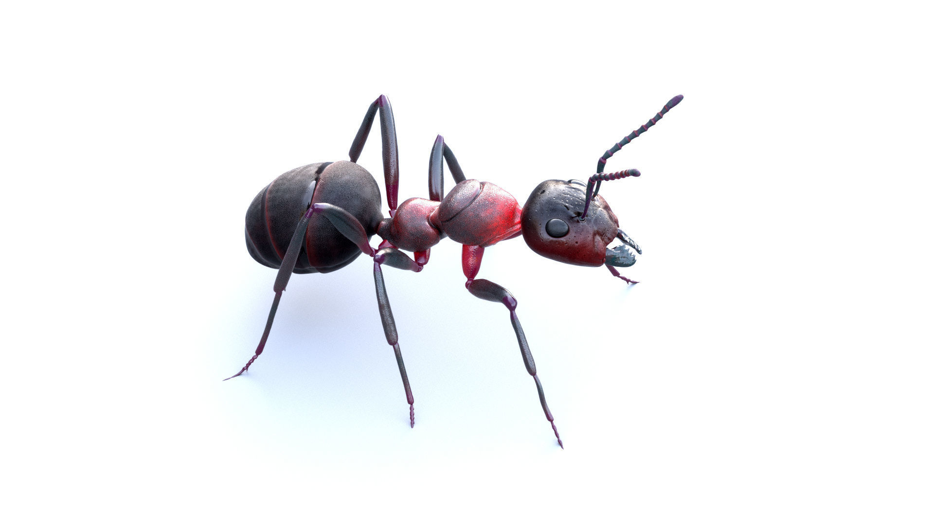 Animated 3d model of an ant with PBR materials 3D model_9