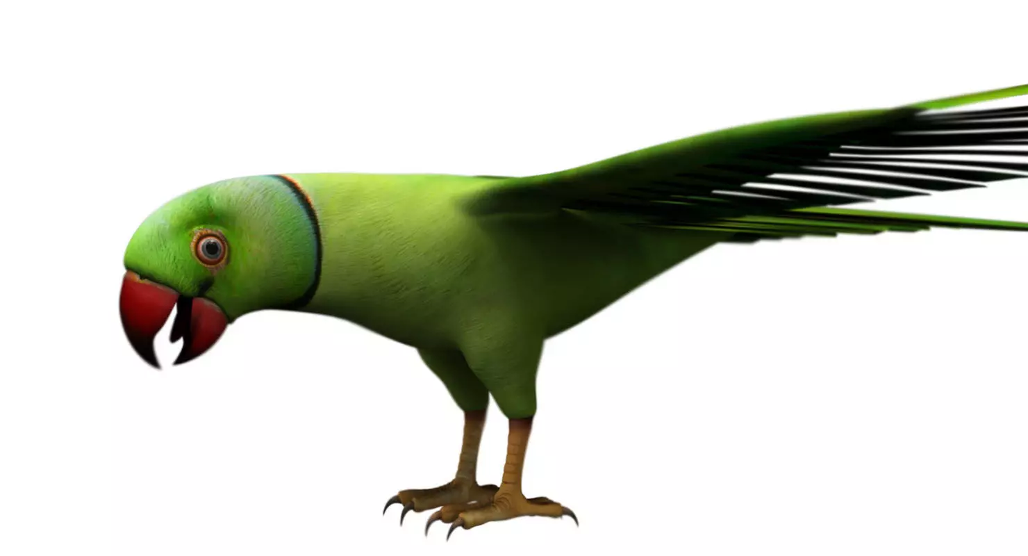 green parrot bird 3d model 3D model_0